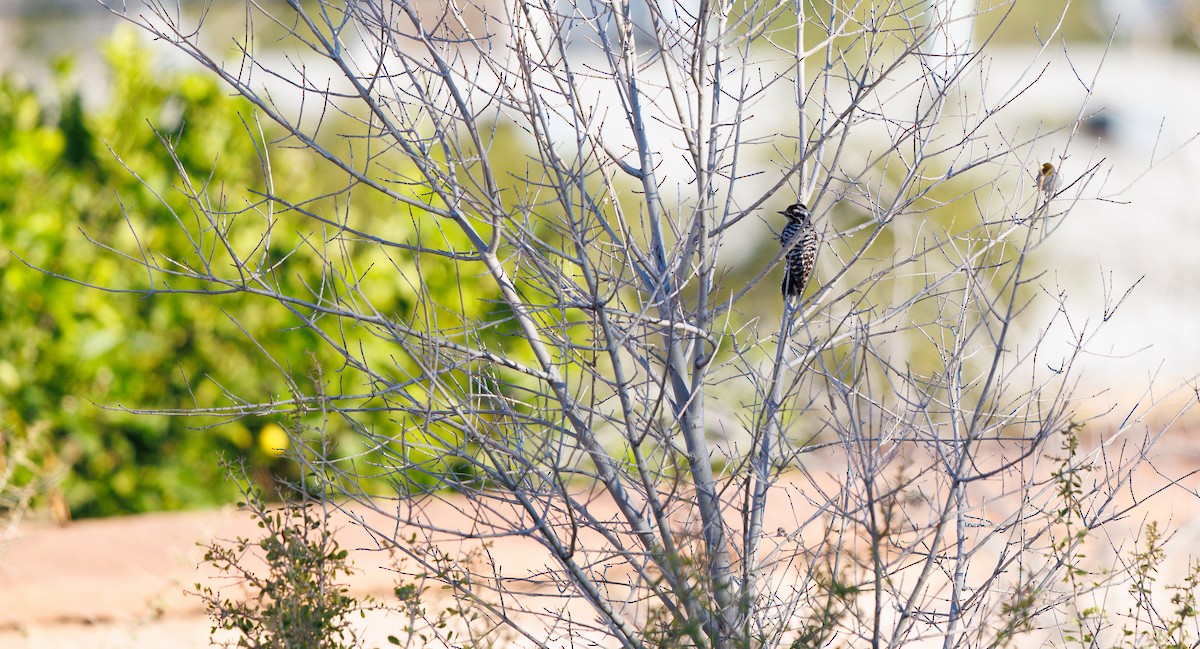 Ladder-backed Woodpecker - ML652664521