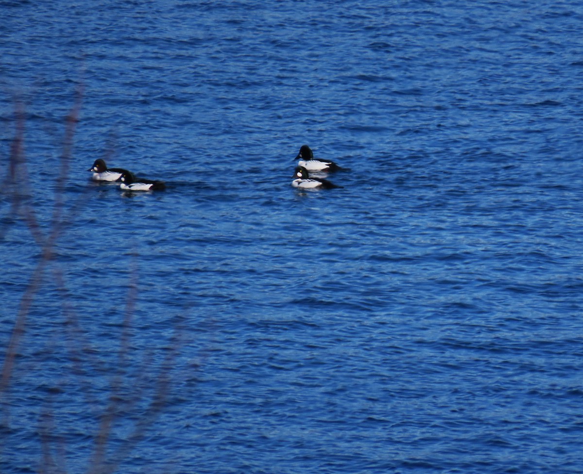 Quattrocchi - ML652664527