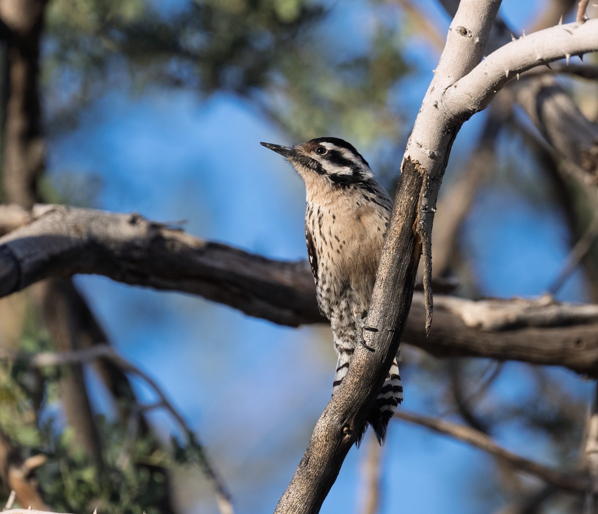 Ladder-backed Woodpecker - ML652664553