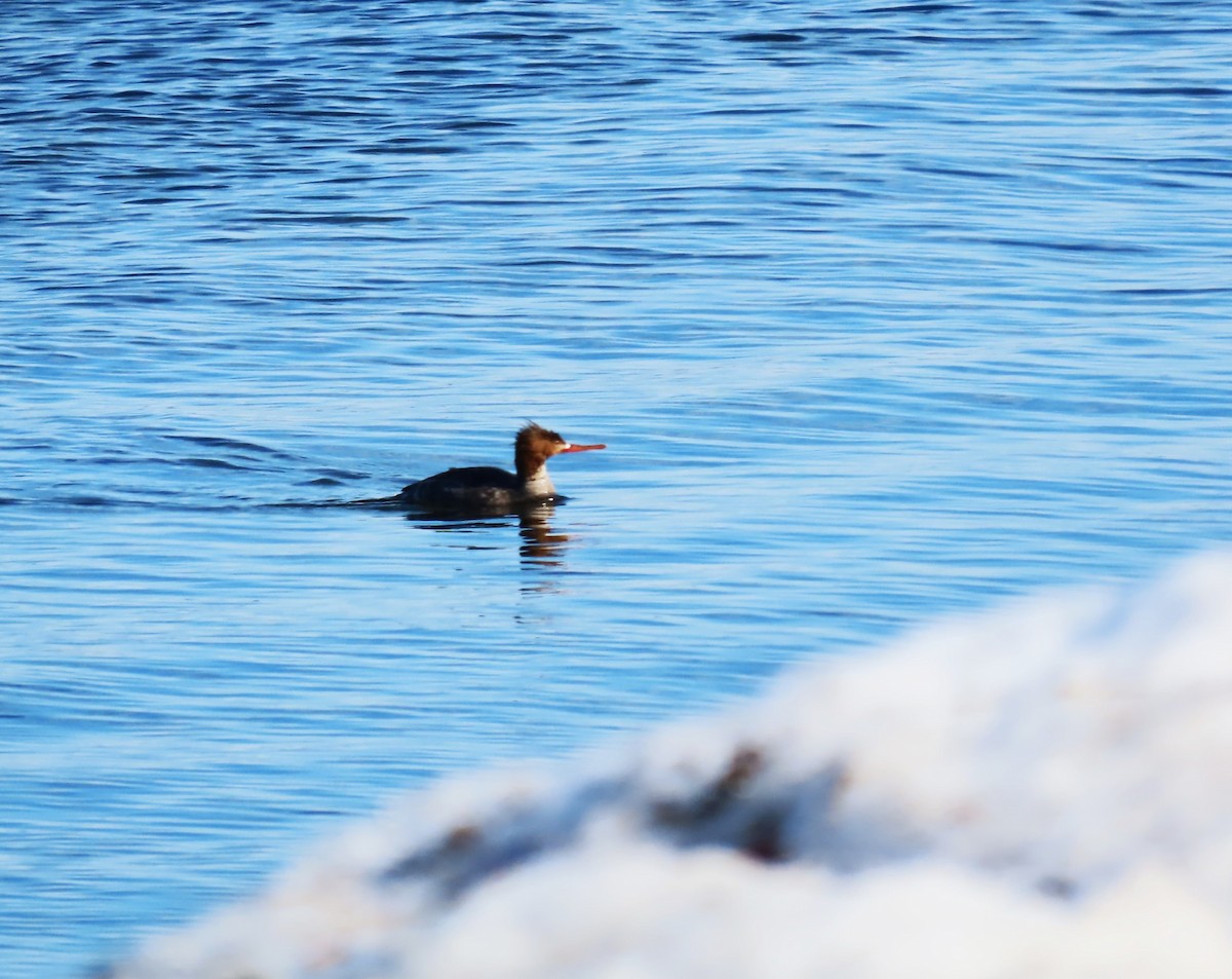 morčák prostřední - ML652664567