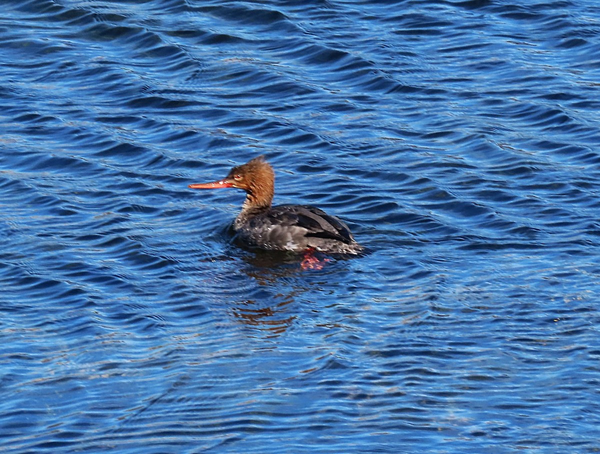 morčák prostřední - ML652664568