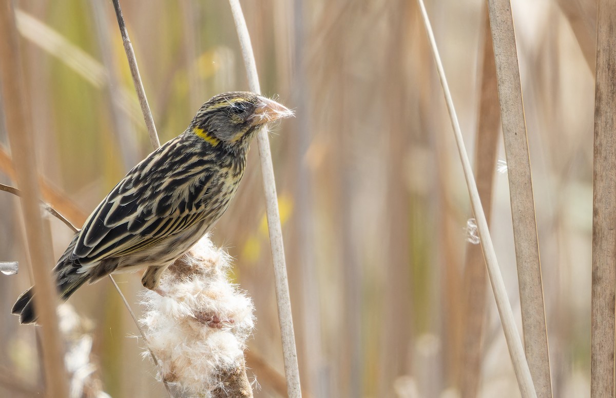 Streaked Weaver - ML652664581