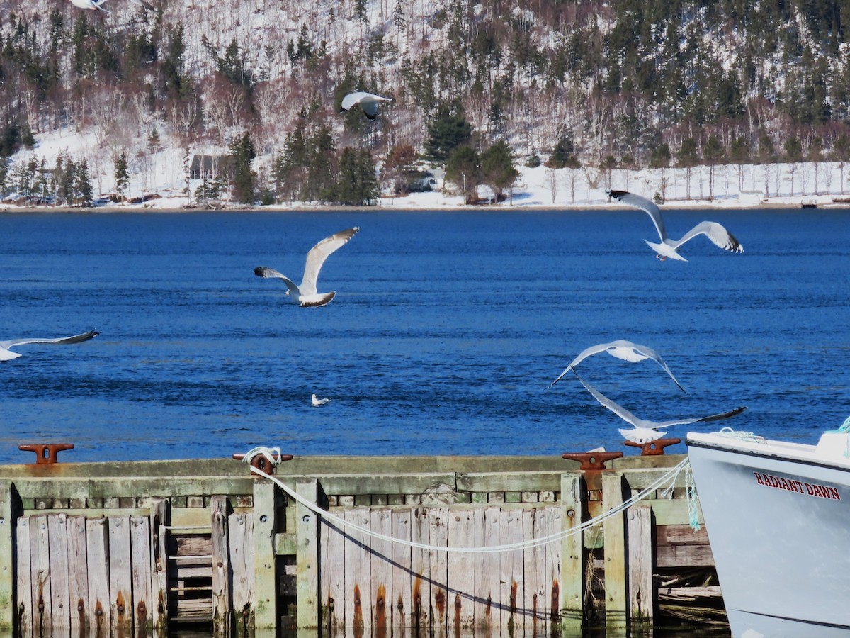 racek americký - ML652664582