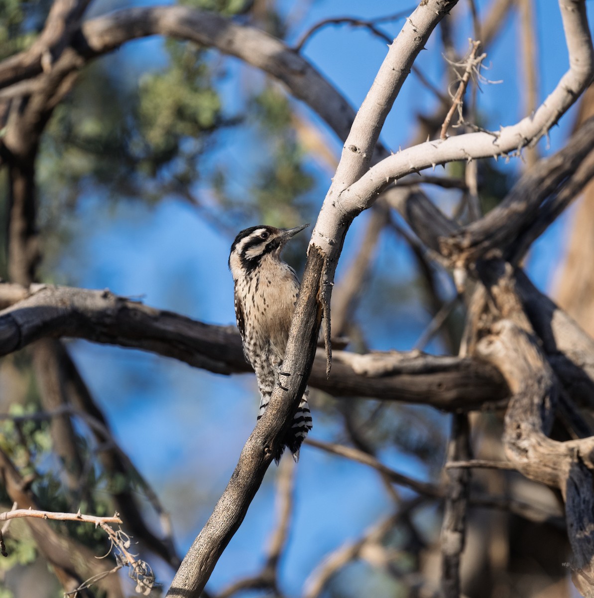 Ladder-backed Woodpecker - ML652664622