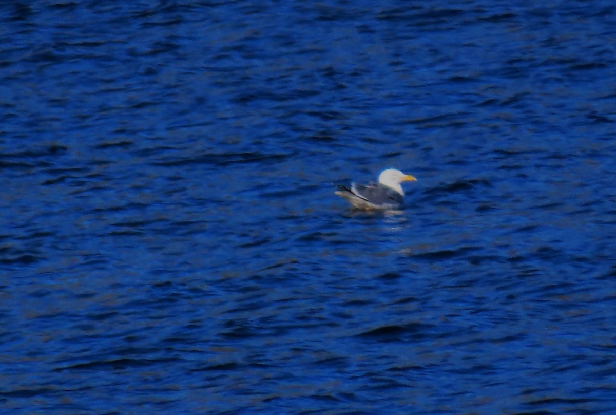 racek mořský - ML652664633