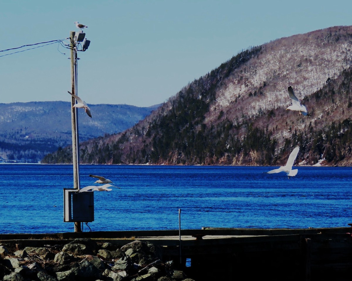 racek mořský - ML652664634