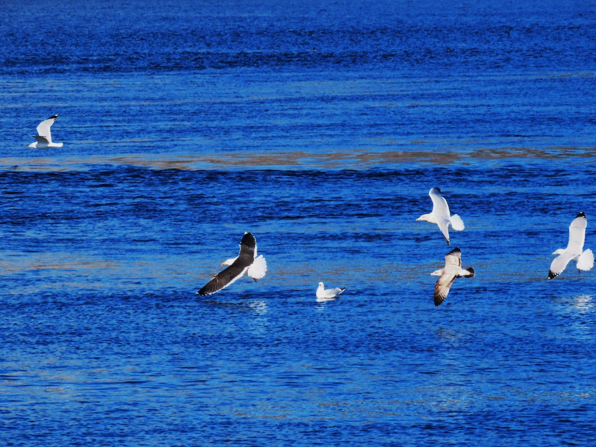 racek mořský - ML652664635