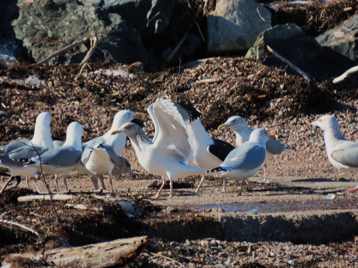 racek mořský - ML652664636