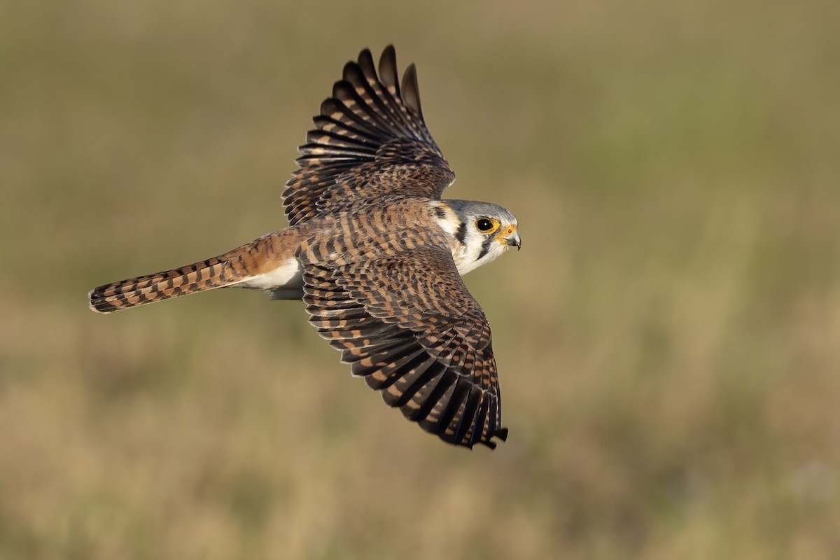 アメリカチョウゲンボウ（sparverius グループ） - ML652664643