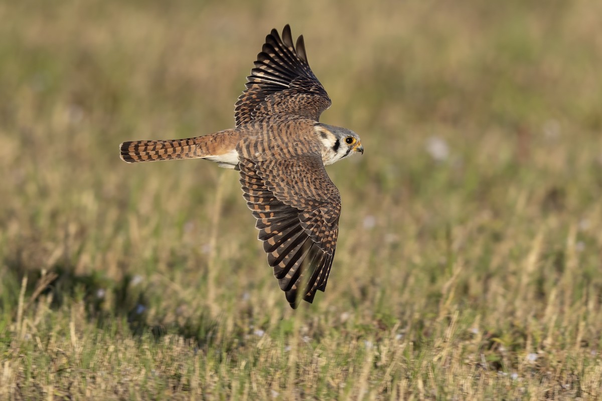 アメリカチョウゲンボウ（sparverius グループ） - ML652664644