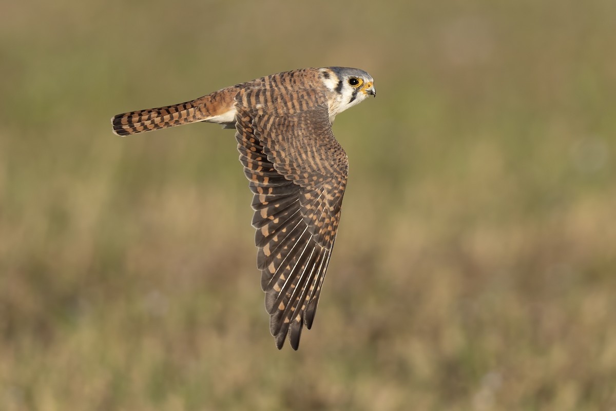 アメリカチョウゲンボウ（sparverius グループ） - ML652664645