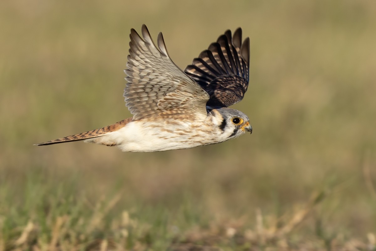 アメリカチョウゲンボウ（sparverius グループ） - ML652664646