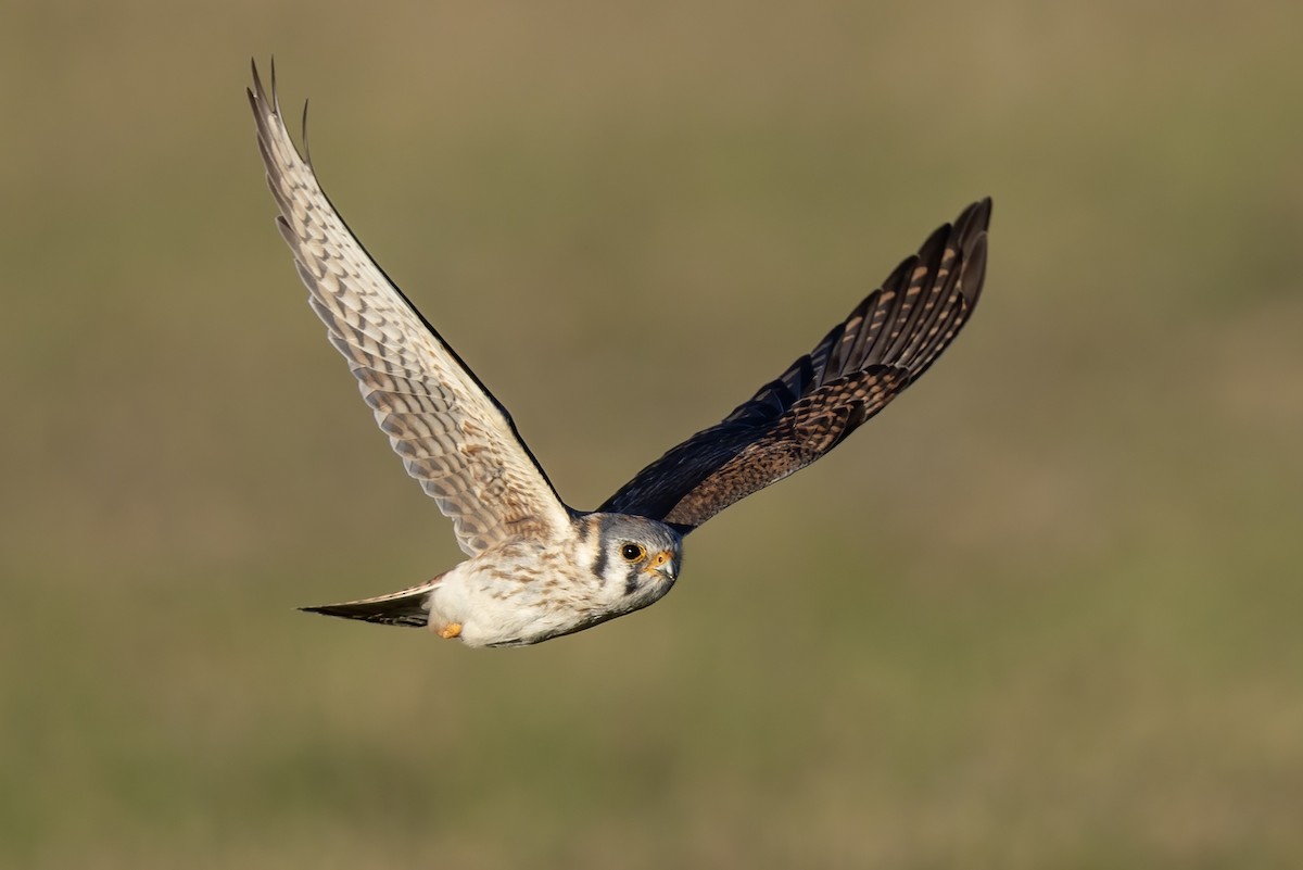 アメリカチョウゲンボウ（sparverius グループ） - ML652664647