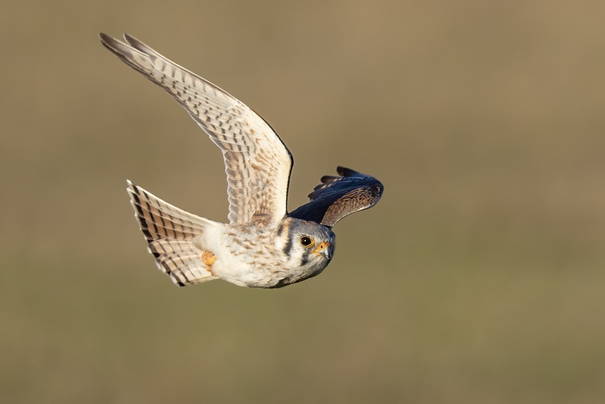 アメリカチョウゲンボウ（sparverius グループ） - ML652664648