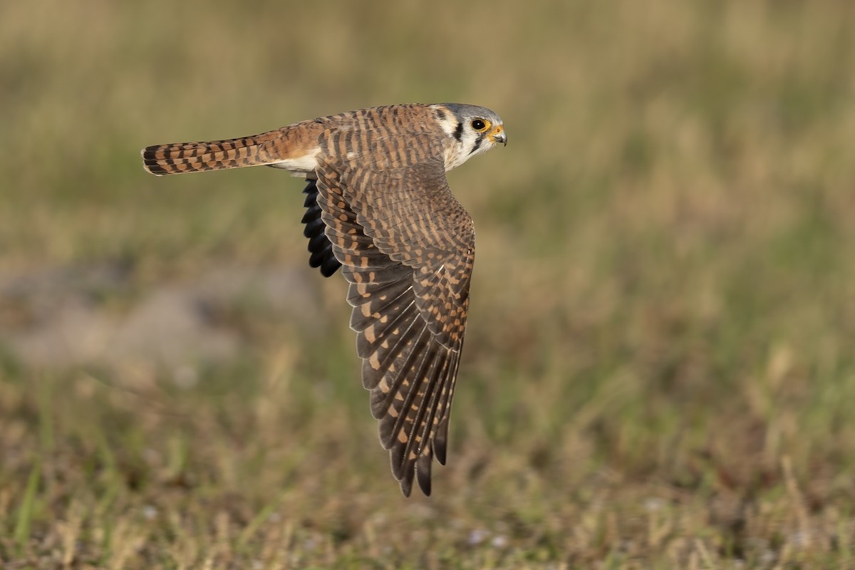 アメリカチョウゲンボウ（sparverius グループ） - ML652664649