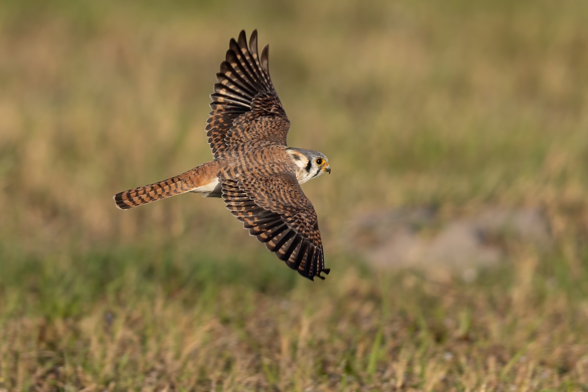 アメリカチョウゲンボウ（sparverius グループ） - ML652664650