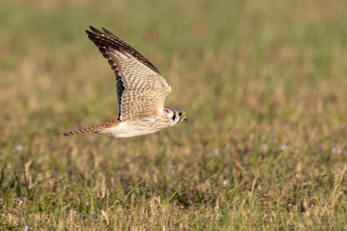 アメリカチョウゲンボウ（sparverius グループ） - ML652664651