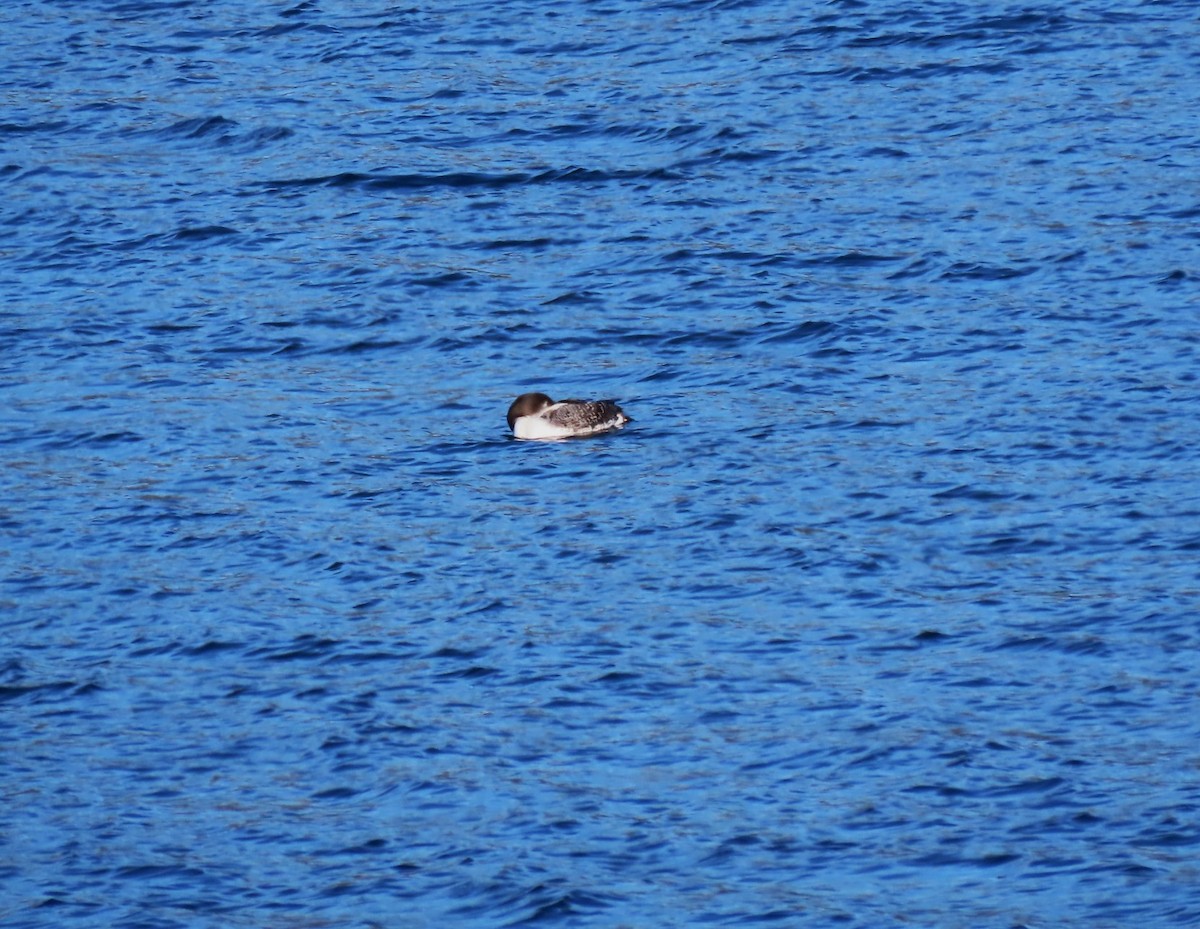 potáplice lední - ML652664656