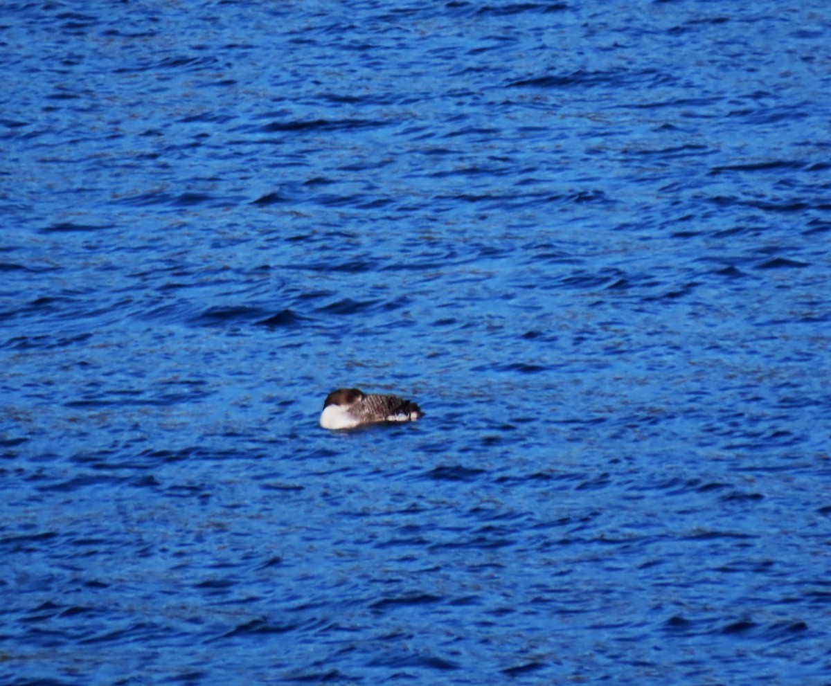 potáplice lední - ML652664657