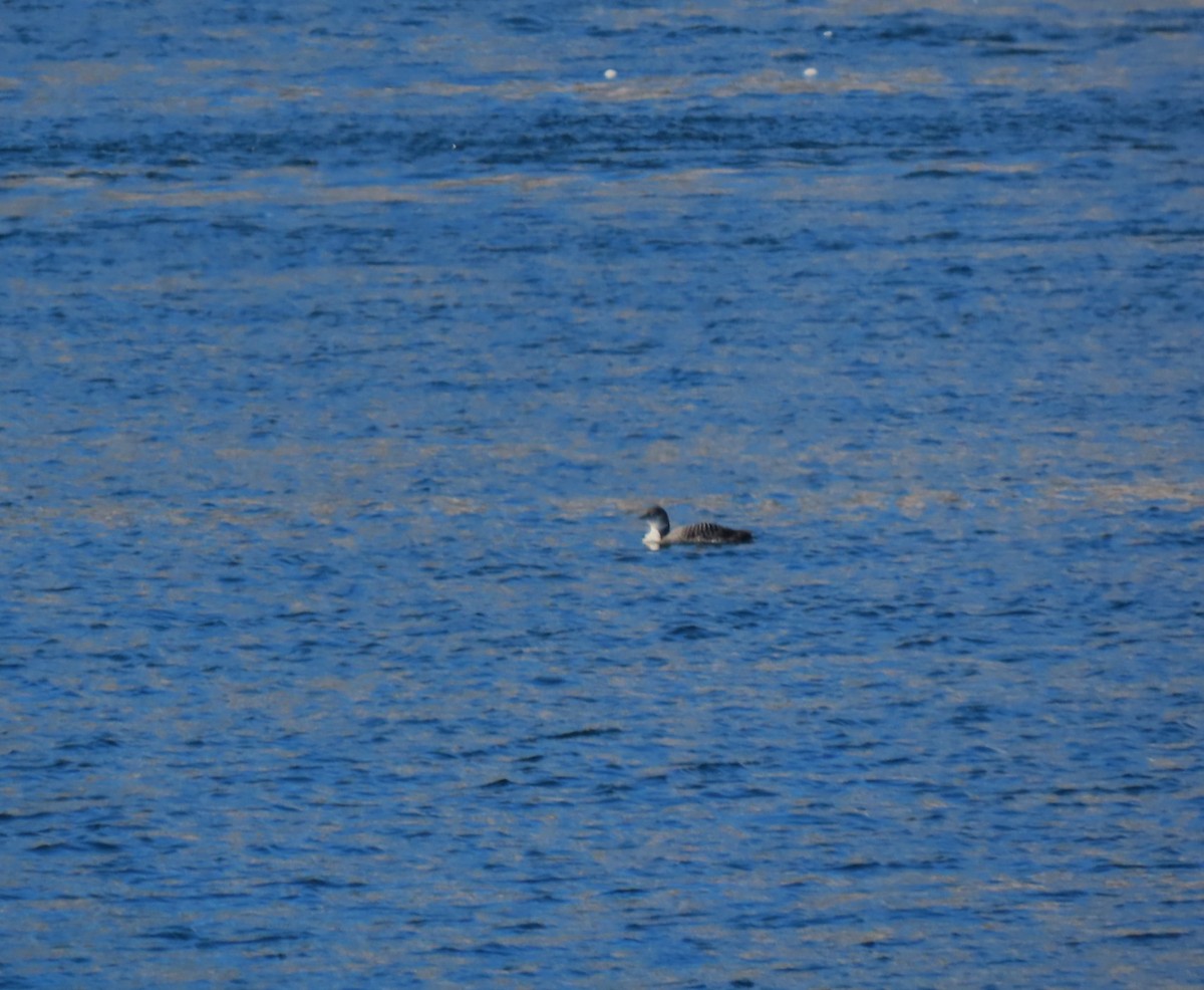 potáplice lední - ML652664658