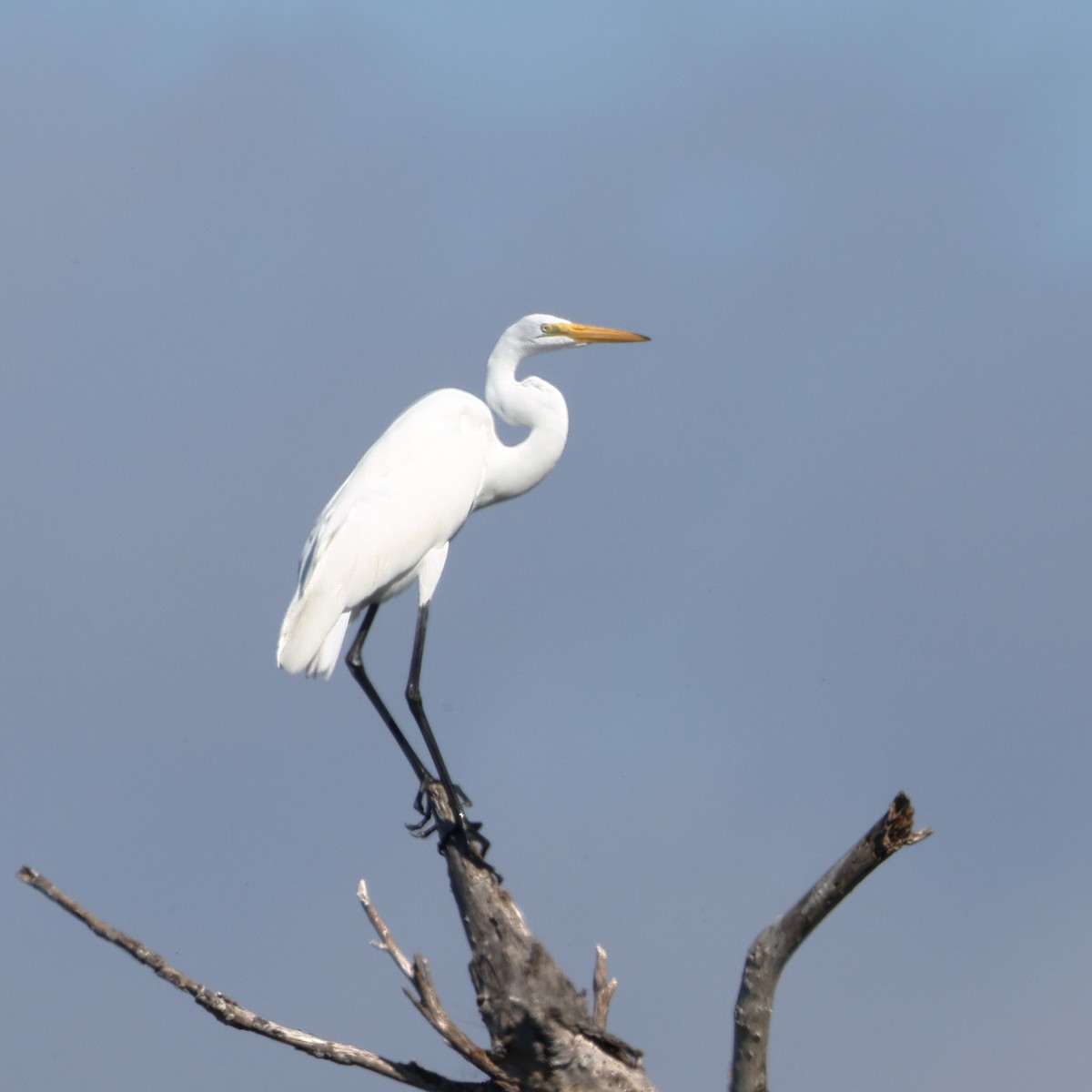 Great Egret - ML652664687