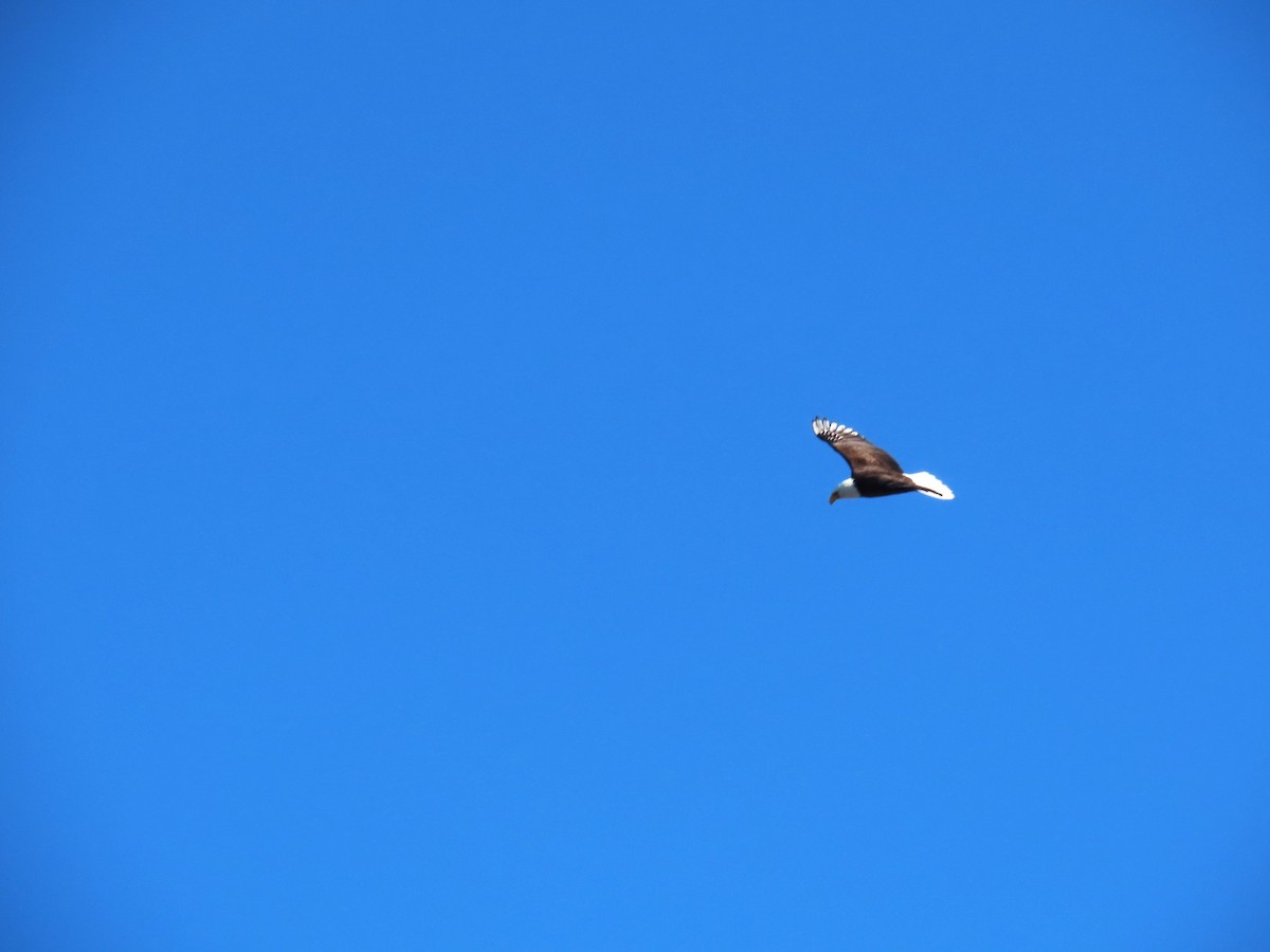 orel bělohlavý - ML652664715