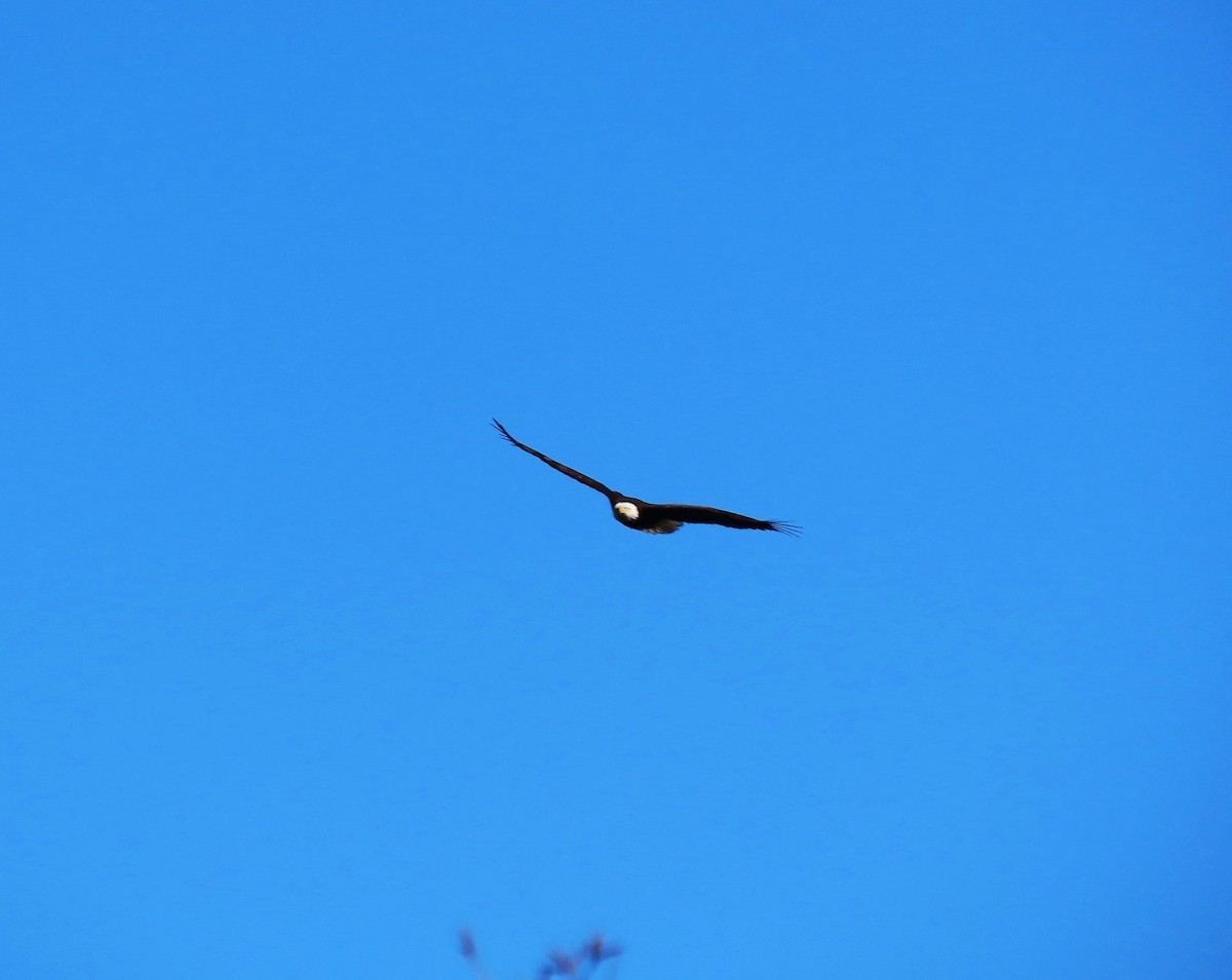 orel bělohlavý - ML652664716