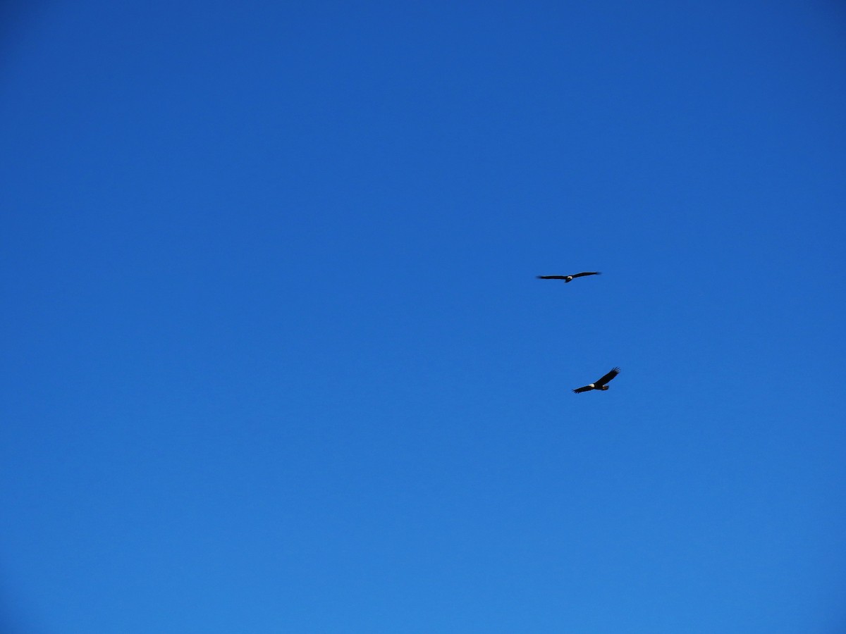 orel bělohlavý - ML652664717