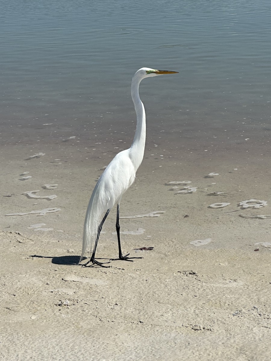 Great Egret - ML652664742