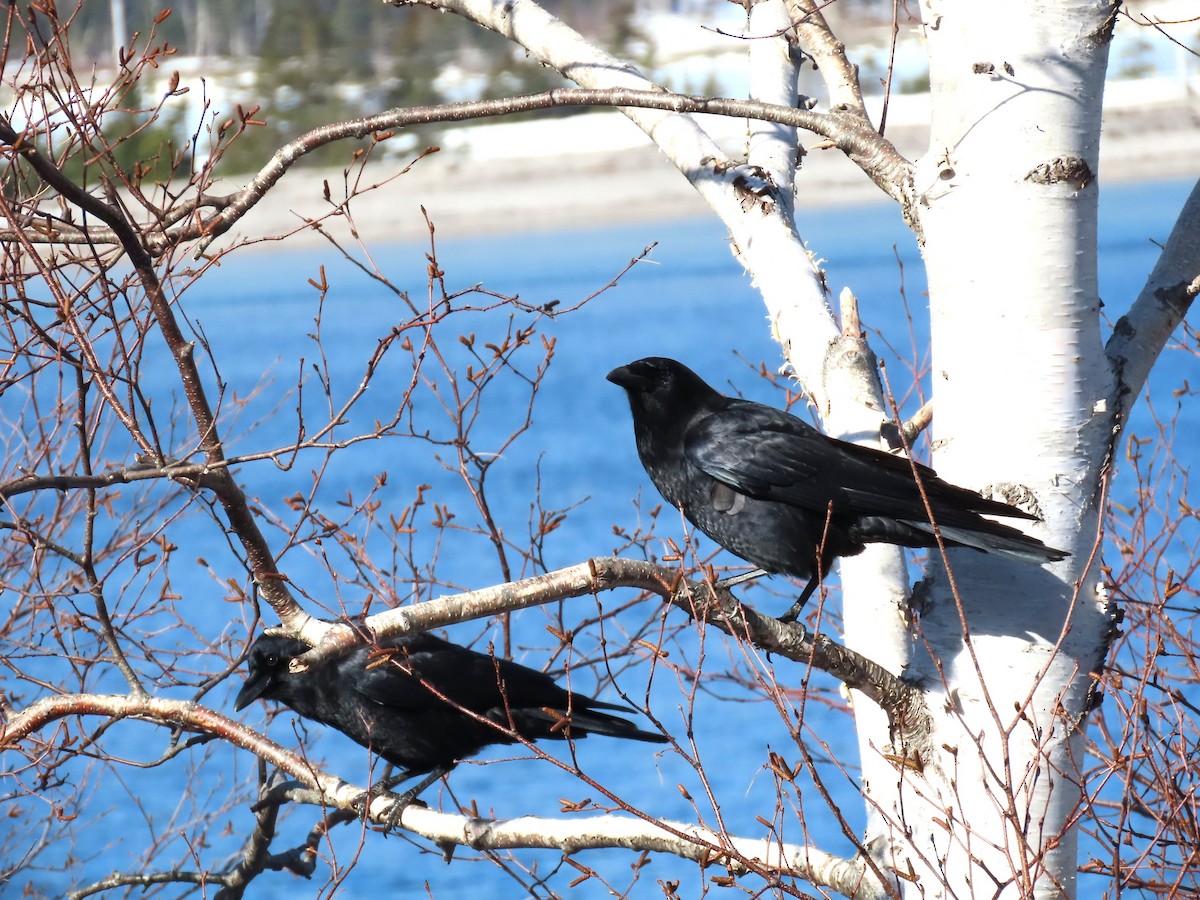 vrána americká - ML652664764