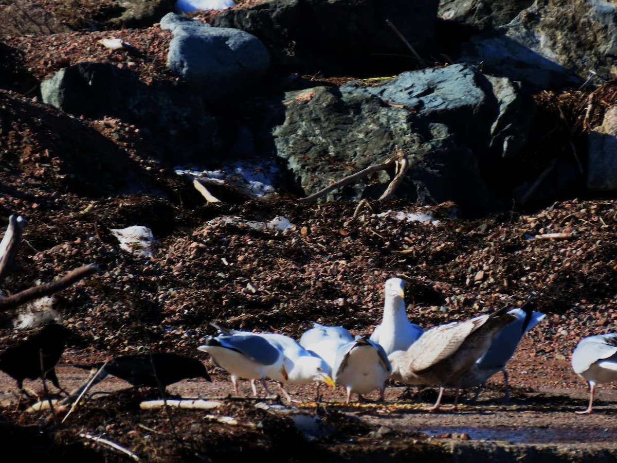 vrána americká - ML652664765