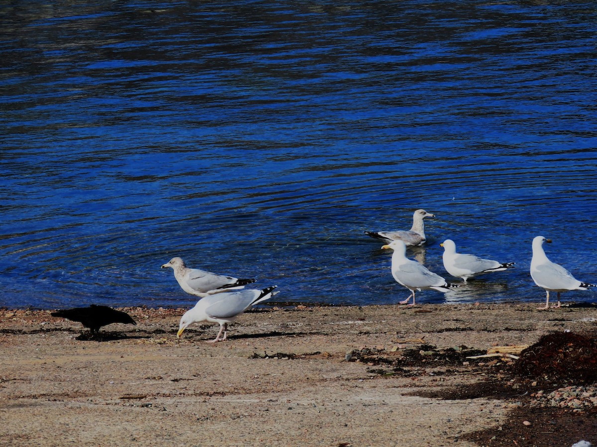 vrána americká - ML652664766