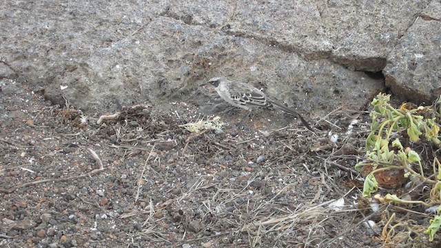 Galapagos Mockingbird - ML652664862