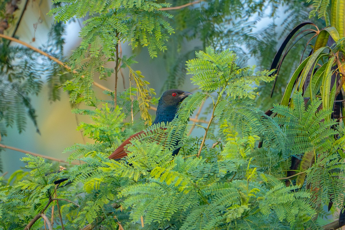 Cucal Chino - ML652664967