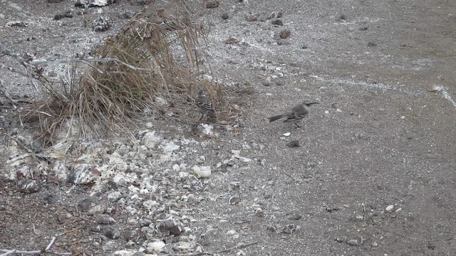 Galapagos Mockingbird - ML652664978