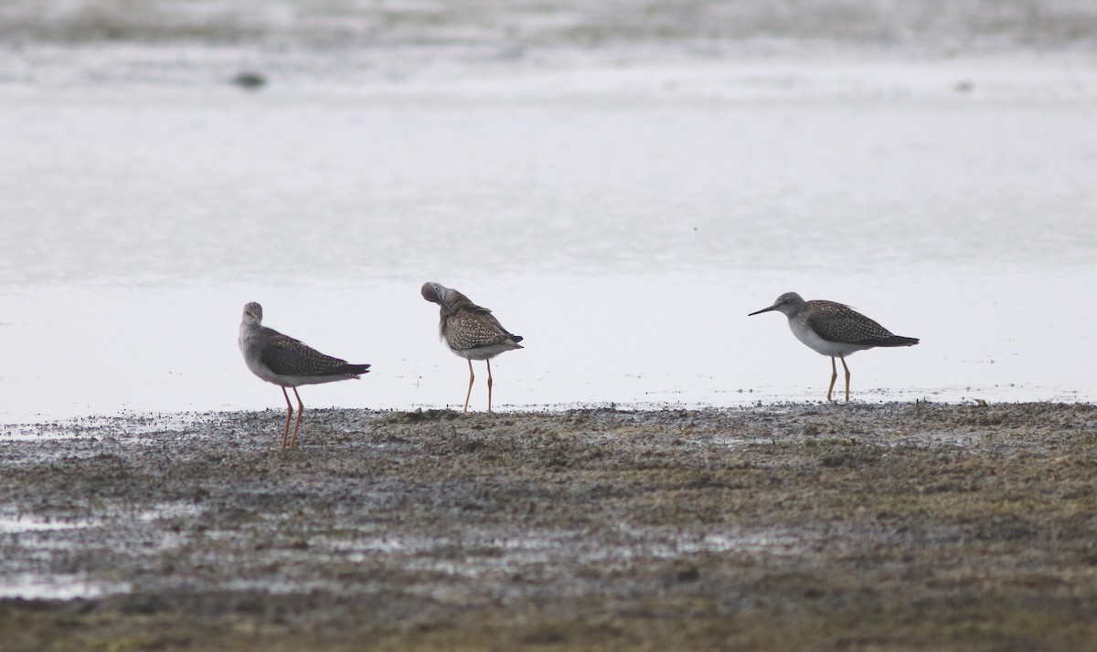 Lesser Yellowlegs - John Drummond