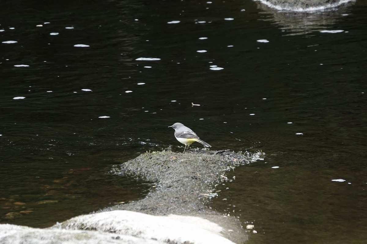 灰鶺鴒 - ML652665088