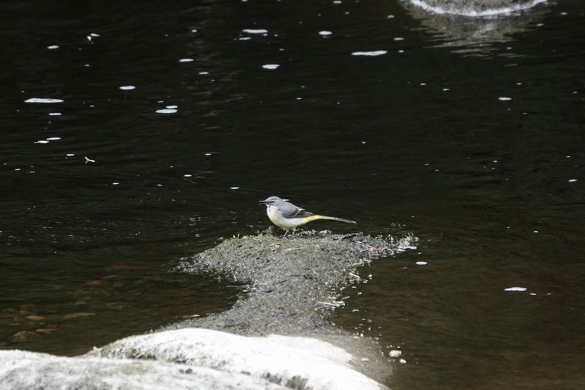 灰鶺鴒 - ML652665090