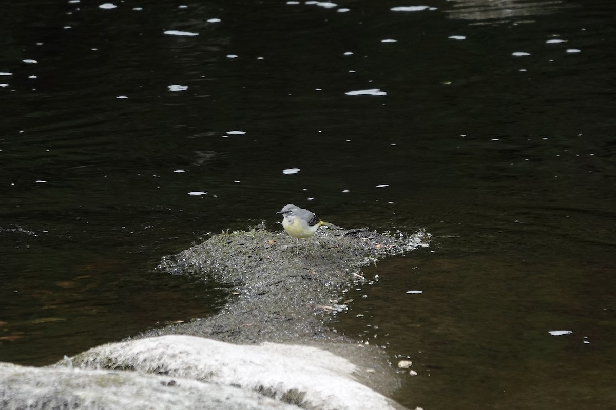 灰鶺鴒 - ML652665091