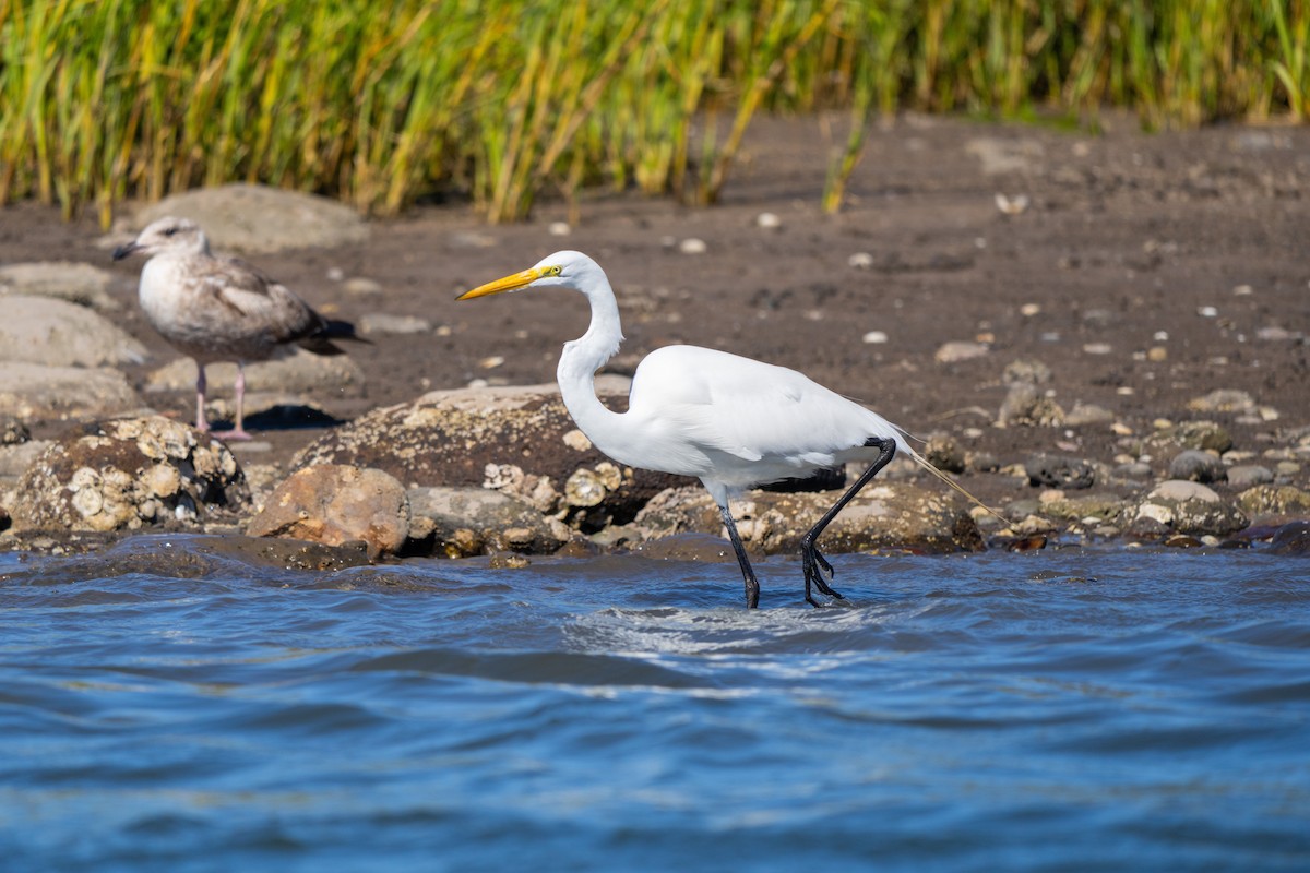 Great Egret - ML652665149