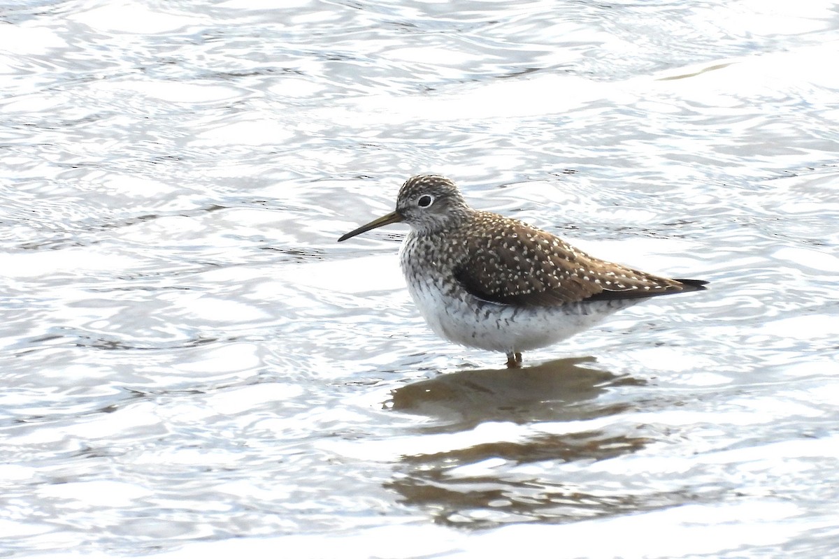 コシグロクサシギ - ML652665221