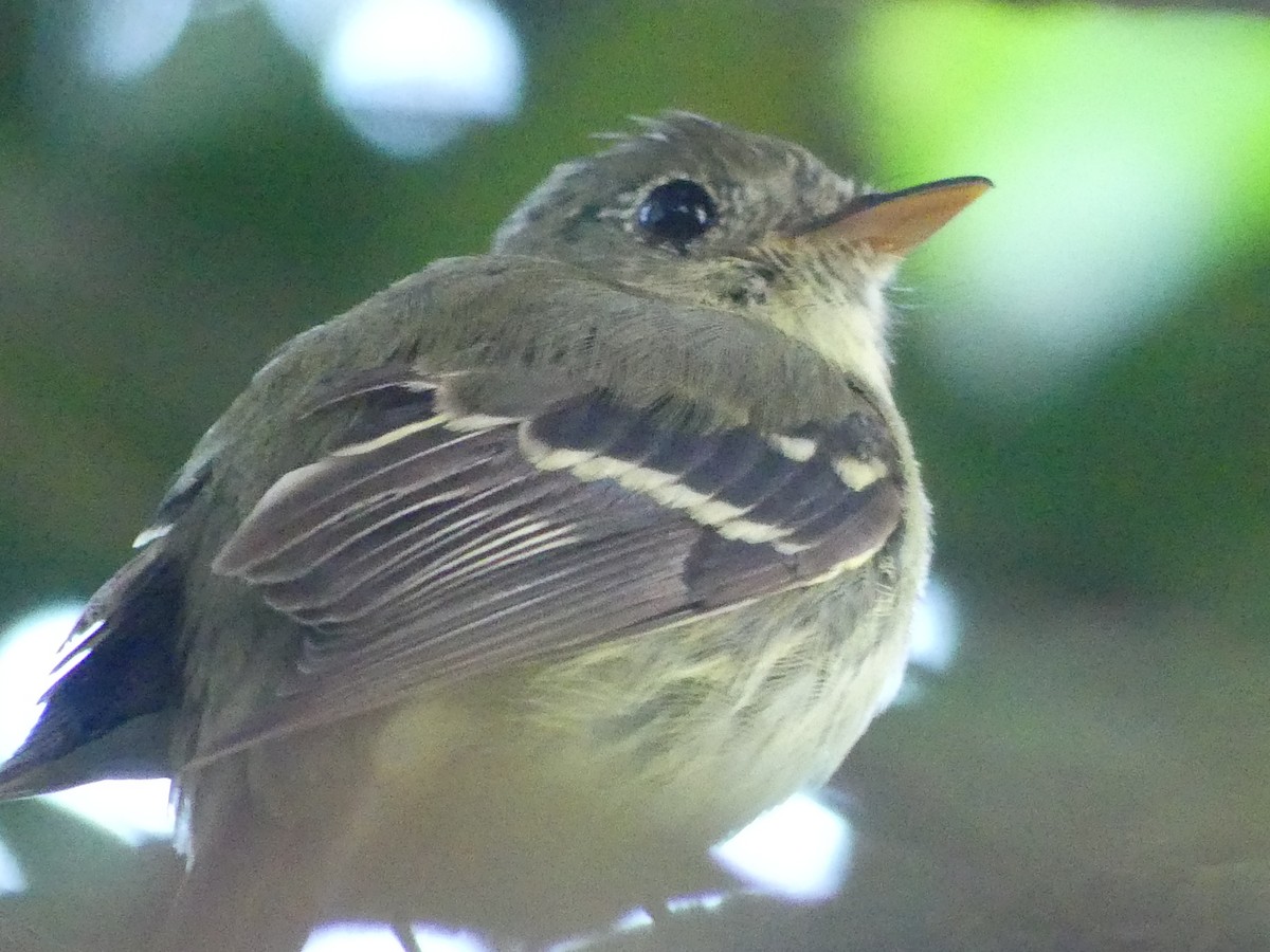 Піві-малюк жовточеревий - ML652665222