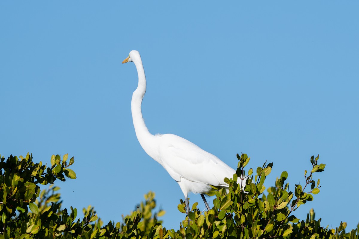 Great Egret - ML652665263