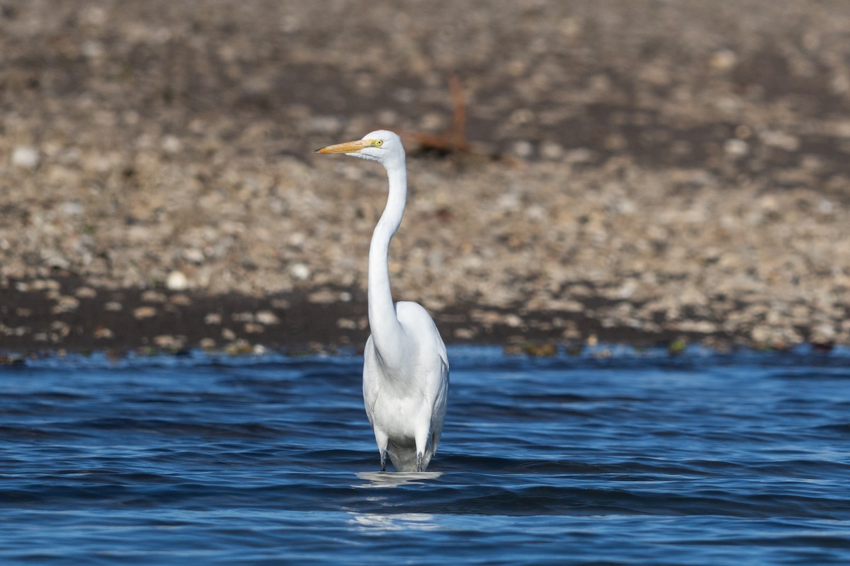 Great Egret - ML652665264