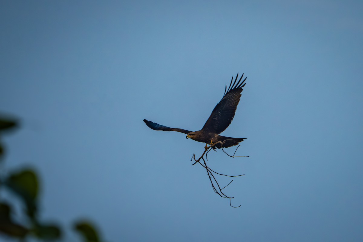 Milano Negro - ML652665339