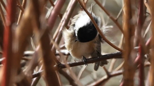 Mésange à tête noire - ML652665376