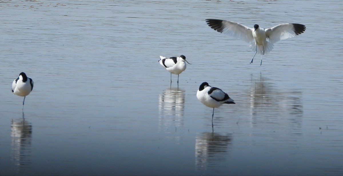 Шилоклювка - ML652665438