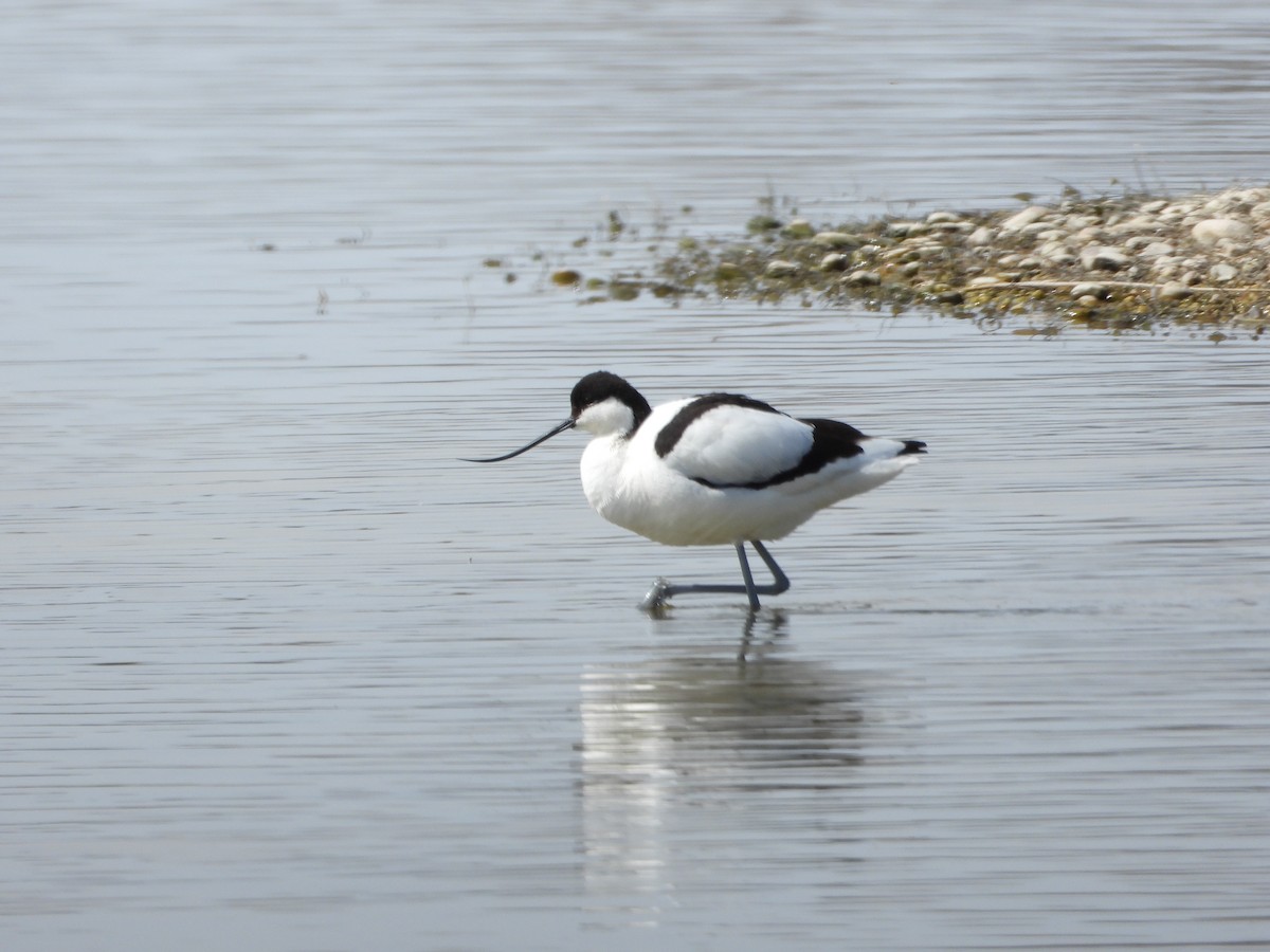 Шилоклювка - ML652665439