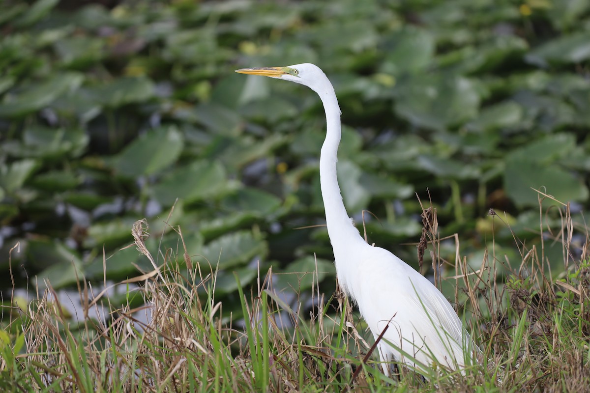Great Egret - ML652665532