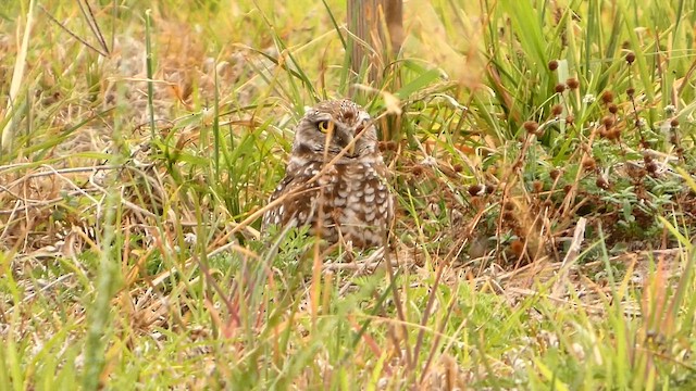 Chevêche des terriers - ML652665534